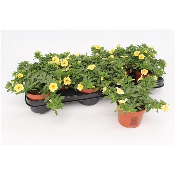 <h4>Calibrachoa Yellow</h4>