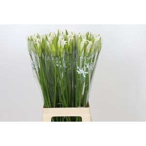 Nerine Biancaneve