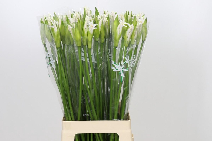 <h4>Nerine Biancaneve</h4>