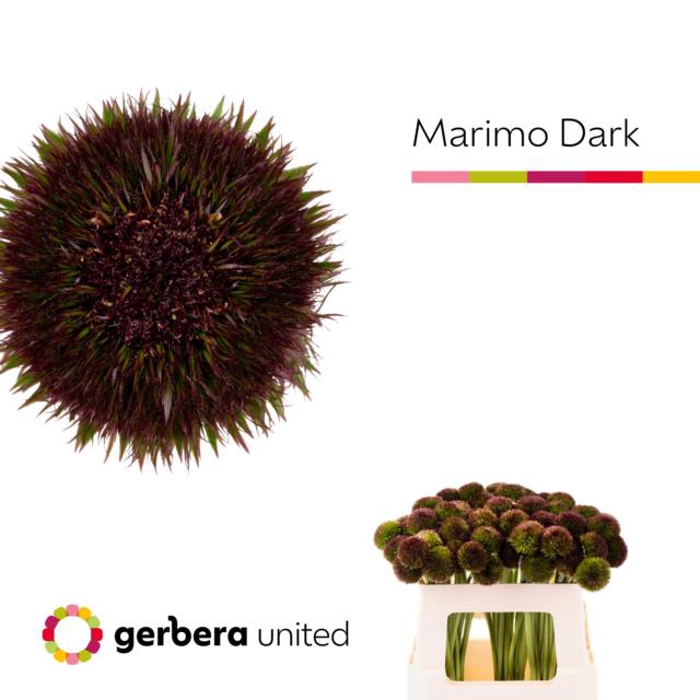 <h4>Germini marimo dark</h4>