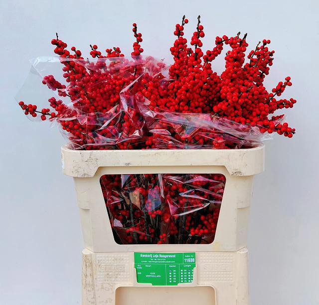 <h4>ILEX VE RODE BES</h4>