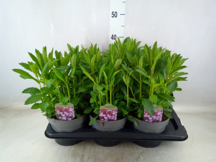 <h4>Verbena bonariensis</h4>