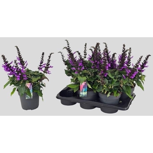 SALVIA SALGOON GEM