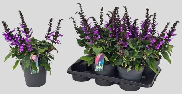 <h4>SALVIA SALGOON GEM</h4>
