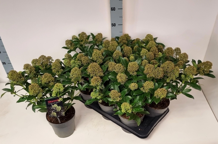 <h4>SKIM J FRAG CLOUD</h4>