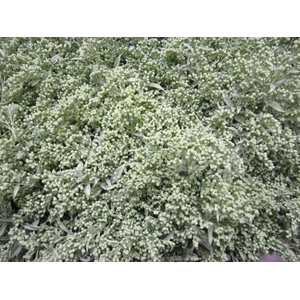 Solidago Licht Groen