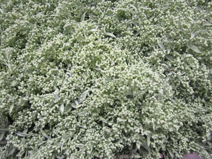 <h4>Solidago Licht Groen</h4>