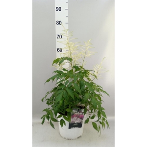 Astilbe   ...