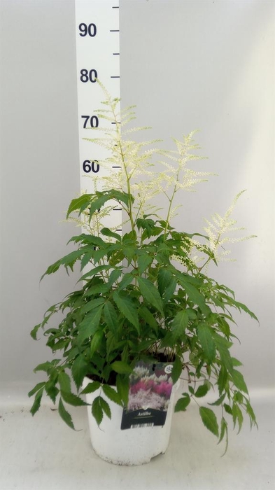 <h4>Astilbe   ...</h4>