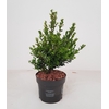 Ilex crenata Dark Green