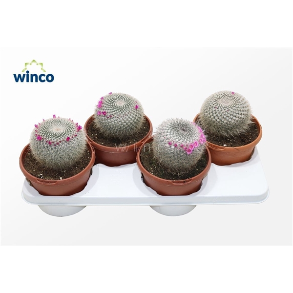 <h4>Mammillaria Hahniana (flowering)</h4>