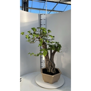 Bougainvillea spectabilis, pot 33cm, height 90cm. (single item)