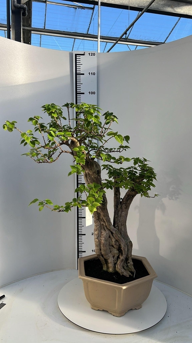 <h4>Bougainvillea spectabilis, pot 33cm, height 90cm. (single item)</h4>
