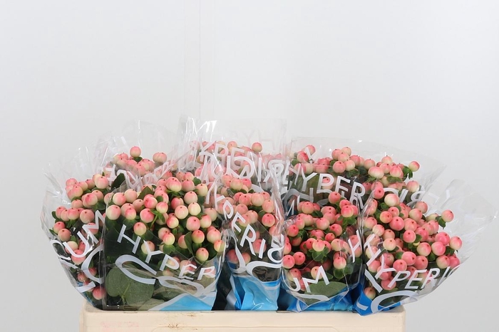 <h4>Hyp Coco Tiamo</h4>