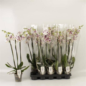 PHAL AN MARRAKESH