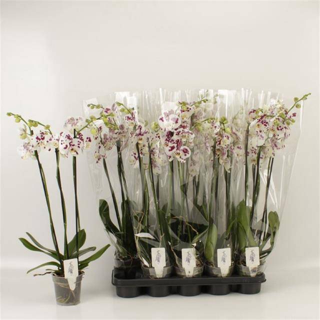 <h4>PHAL AN MARRAKESH</h4>