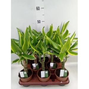 Dracaena frag. 'Golden Coast'