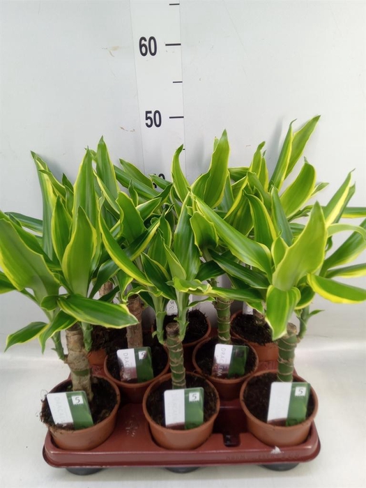 <h4>Dracaena frag. 'Golden Coast'</h4>