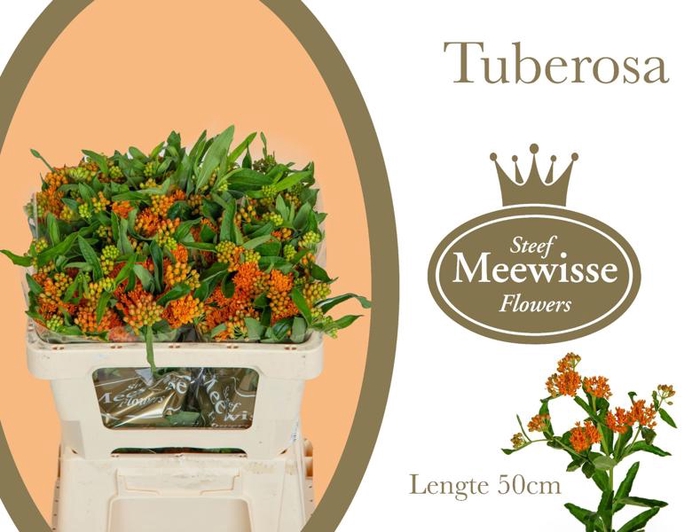 <h4>Asclepia Tuberosa Steef Meewisse</h4>