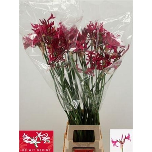 Nerine Bo Sanne