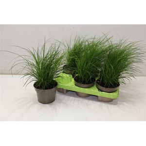 Carex Brunnea
