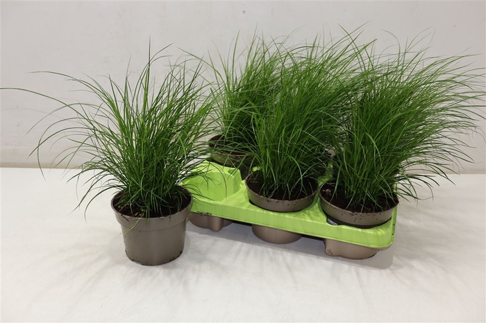 <h4>Carex Brunnea</h4>