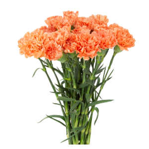 CRAVO LARANJA 060 CM