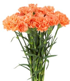 CRAVO LARANJA 060 CM