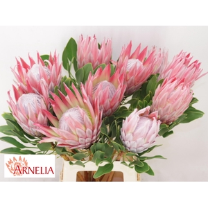 PROTEA CYNAROIDES