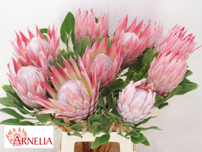 <h4>PROTEA CYNAROIDES</h4>