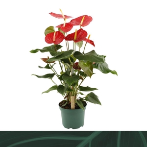 Anthurium Andreanum Idaho 17Ø 65cm 6fl