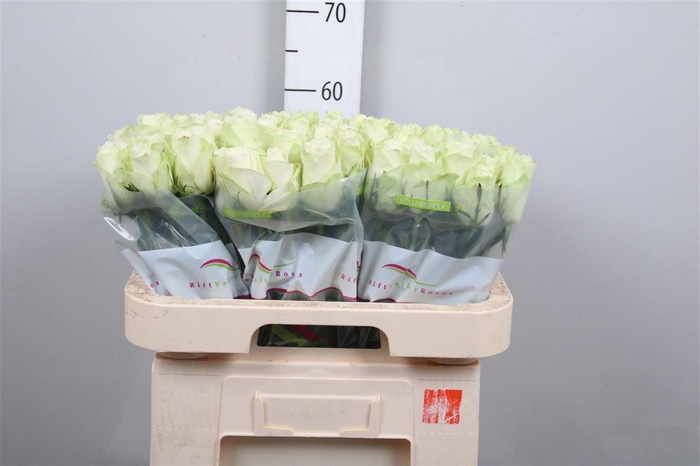 <h4>R Gr Athena</h4>