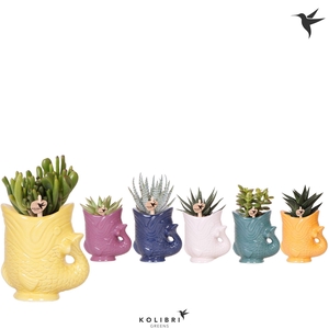 Kolibri Greens Succulenten mix in Fish pot mix