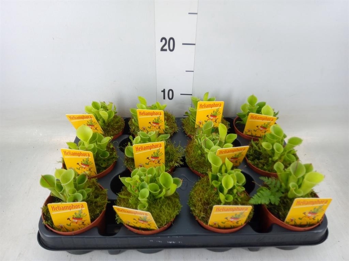 <h4>Vleesetende planten</h4>