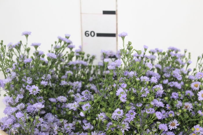 <h4>ASTER LILAS MAÇO</h4>