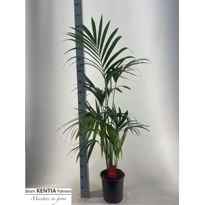 HOWEA FORSTERIANA