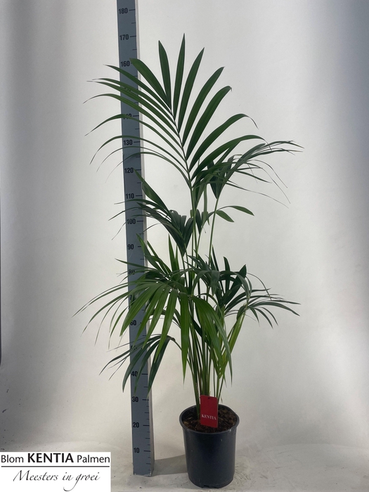 <h4>HOWEA FORSTERIANA</h4>