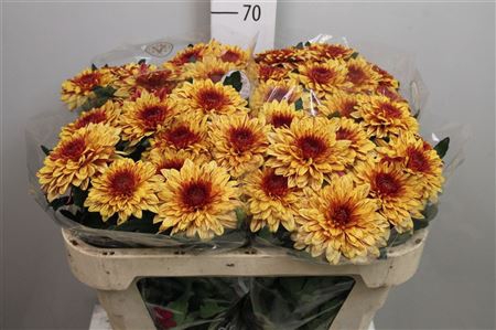 <h4>Chr G Pip Herfst</h4>