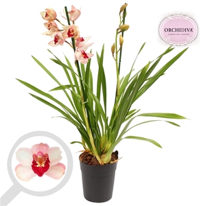 Cymbidium licht roze 2 tak