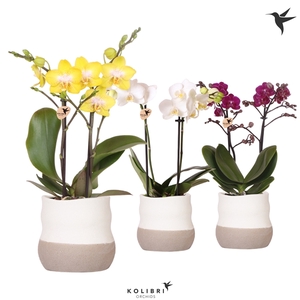 Kolibri Orchids Phalaenopsis mix 2 spike in Imperfect Bag pot