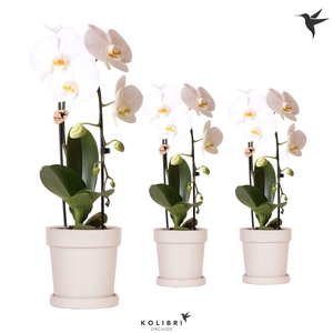 Kolibri Orchids Phalaenopsis Cascade Niagara Fall white 1 spikee in Flower pot sand