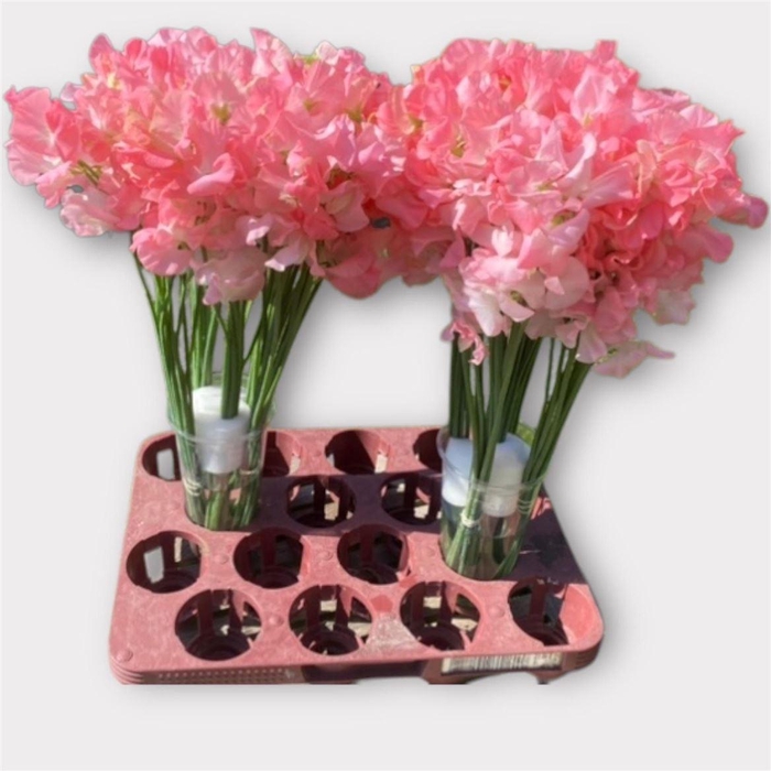 <h4>Lathyrus L A Romance</h4>