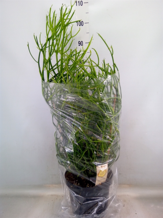 <h4>Euphorbia tirucalli</h4>