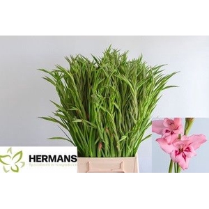 Glad Kl Summer Love Hermans