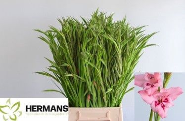 <h4>Glad Kl Summer Love Hermans</h4>