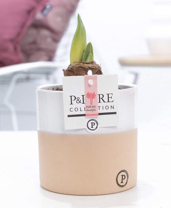 <h4>Hippeastrum pink in P&PURE Rosy ceramics</h4>