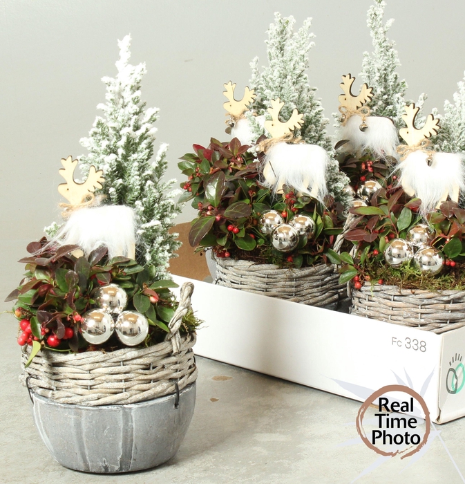 <h4>ARR TUINPLANTEN</h4>