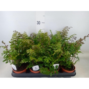 Didymochlaena truncatula