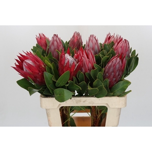 Protea Cynaroides Madiba