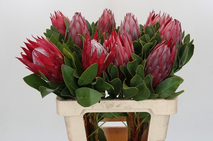 <h4>Protea Cynaroides Madiba</h4>